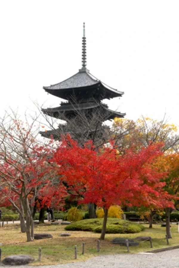 紅葉が美しい「東寺の五重塔」