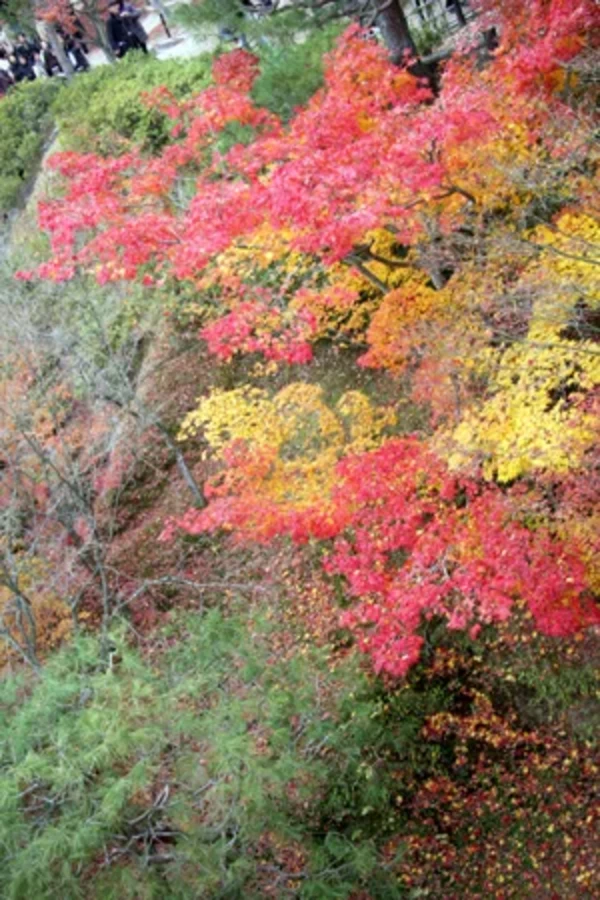 題『楓の衣替え』…緑葉、黄葉、紅葉が混在