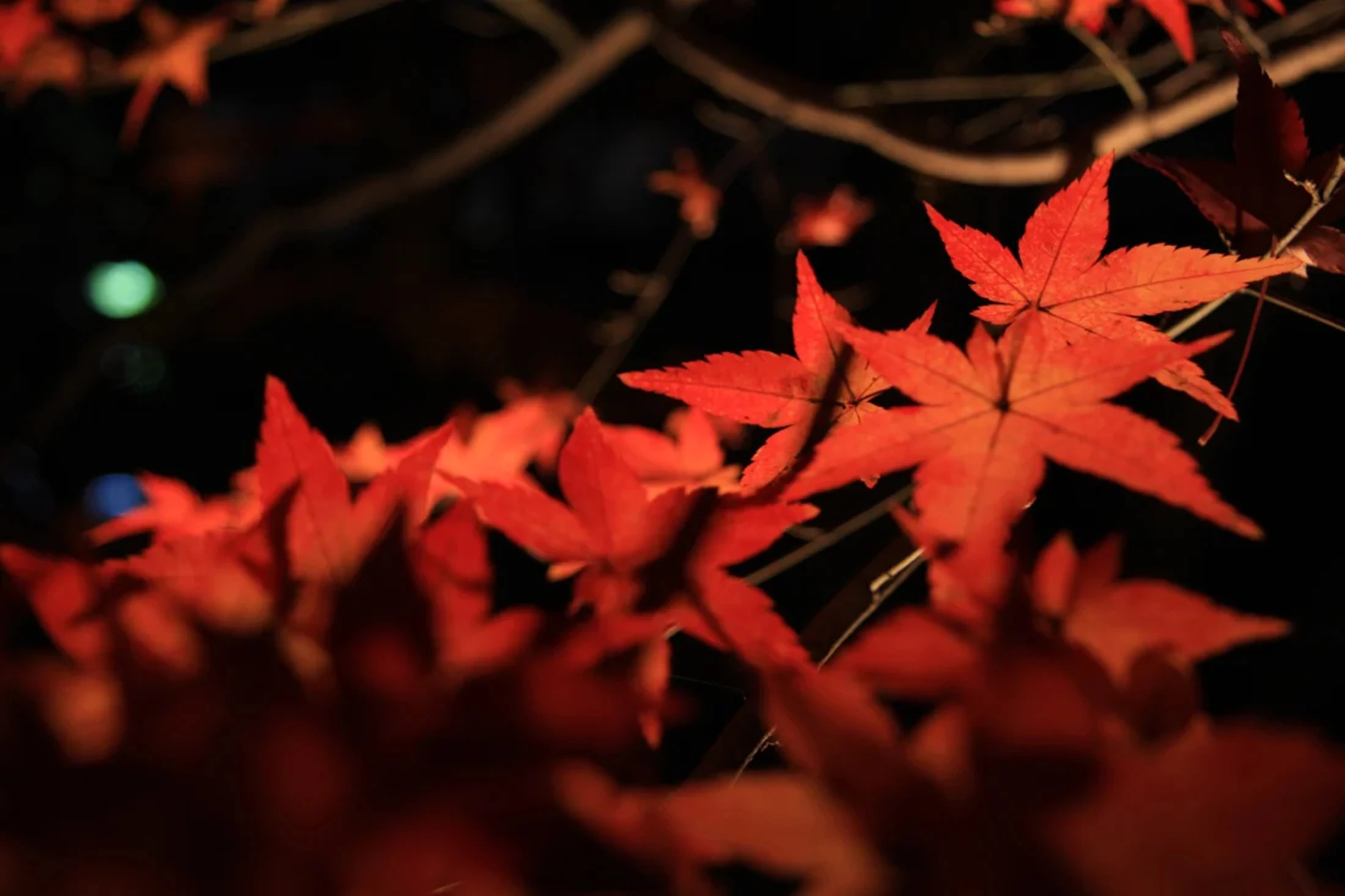 永観堂のライトアップされた紅葉