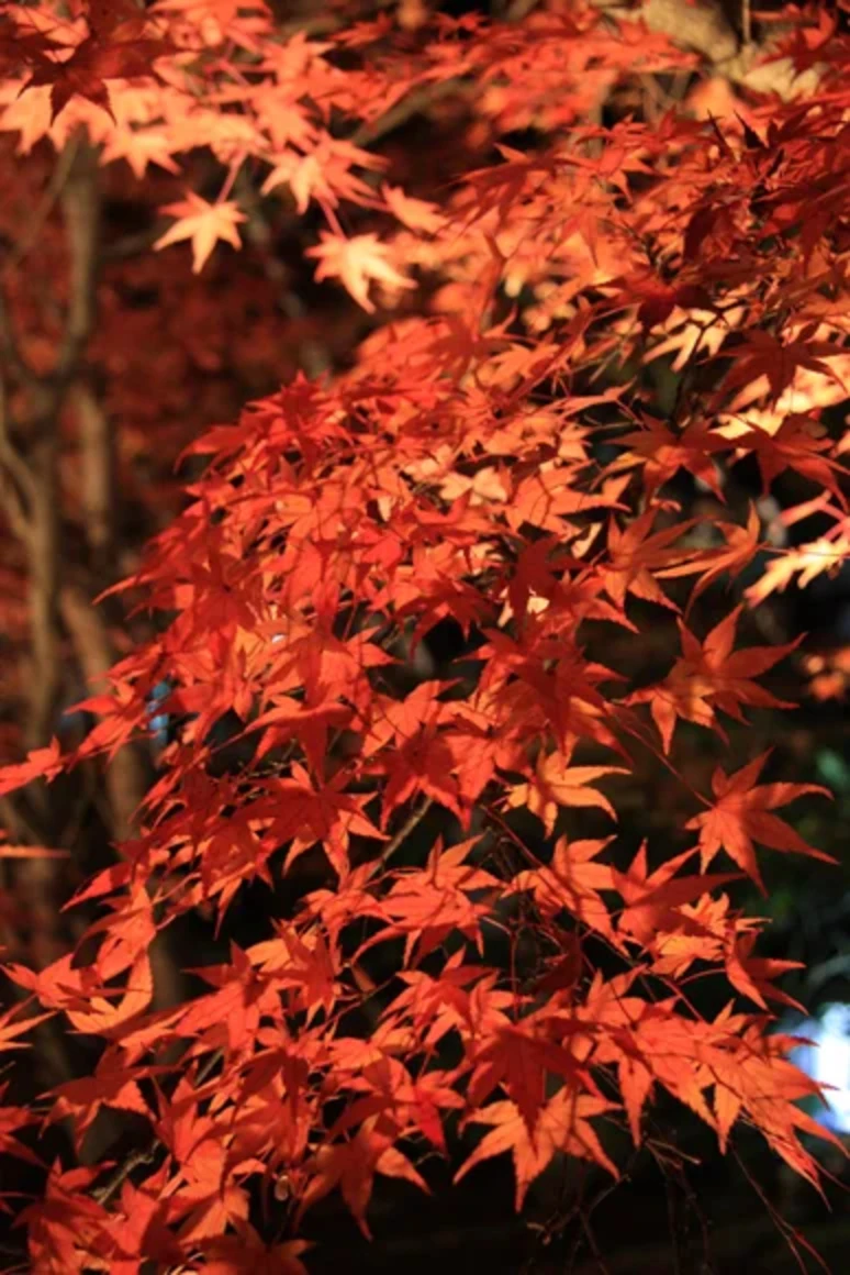 赤々しく鮮やかな紅葉