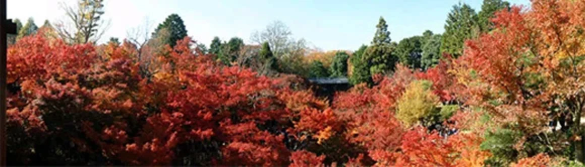 東福寺の通天橋と紅葉