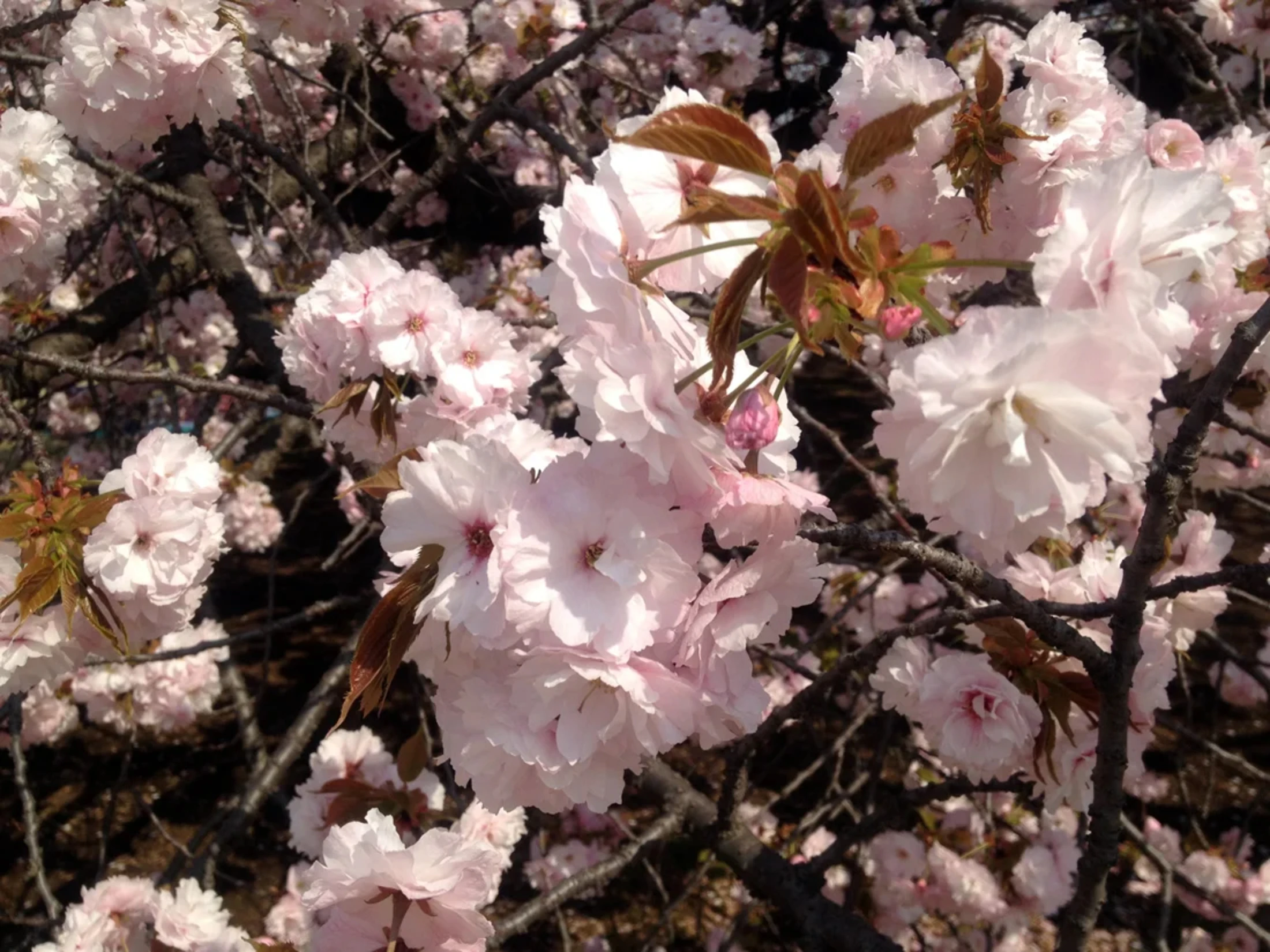 間近でみた桜の花びら