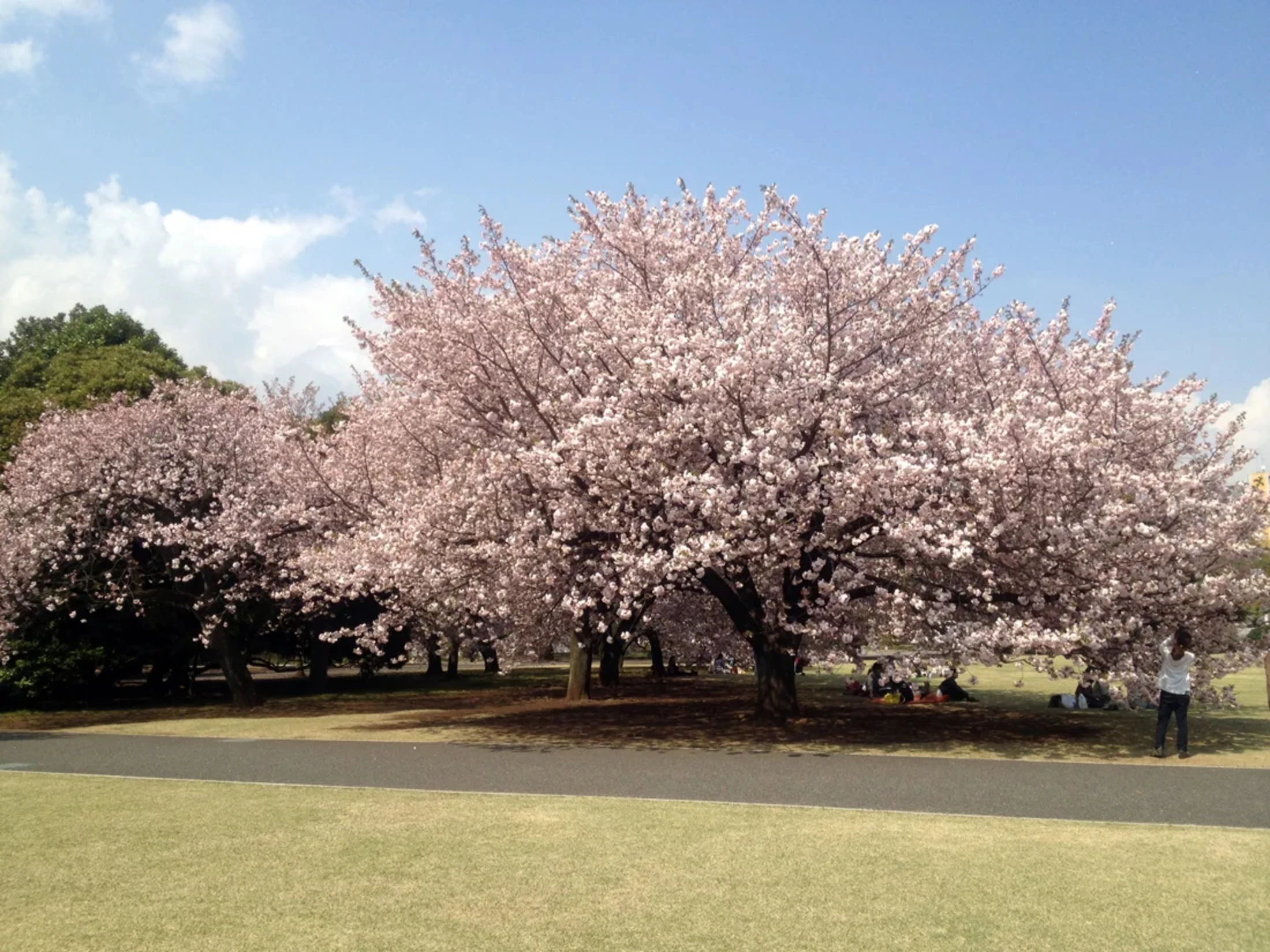 綺麗な桜の大木ですね