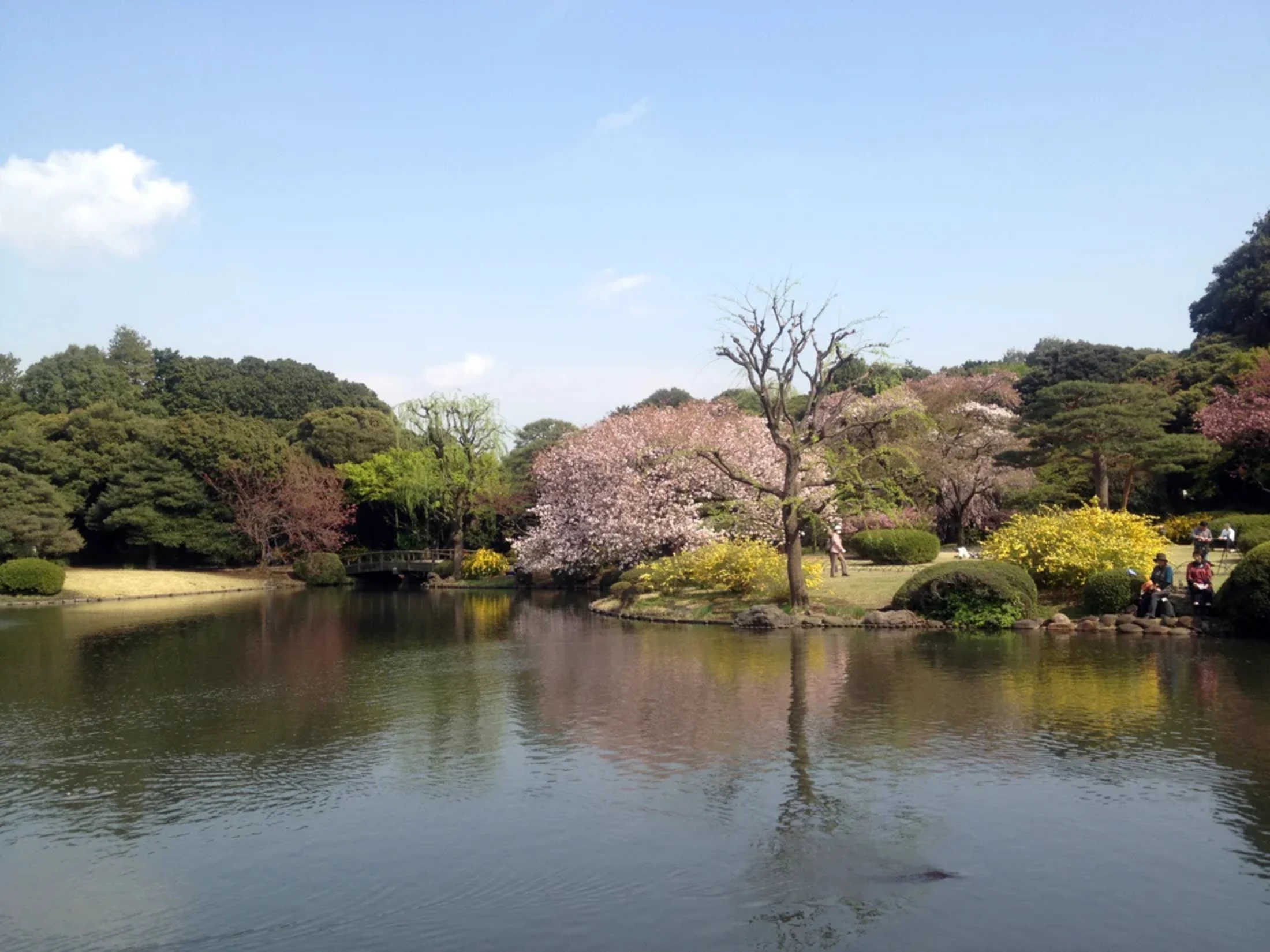 日本庭園にて、池越しに見た桜