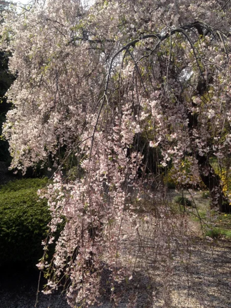 枝垂桜が春の情緒を感じさせます