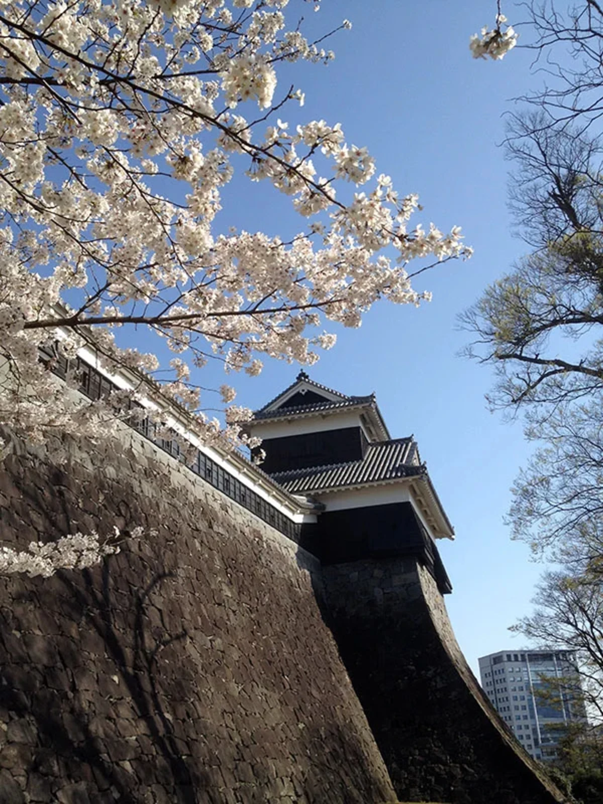 城壁と桜