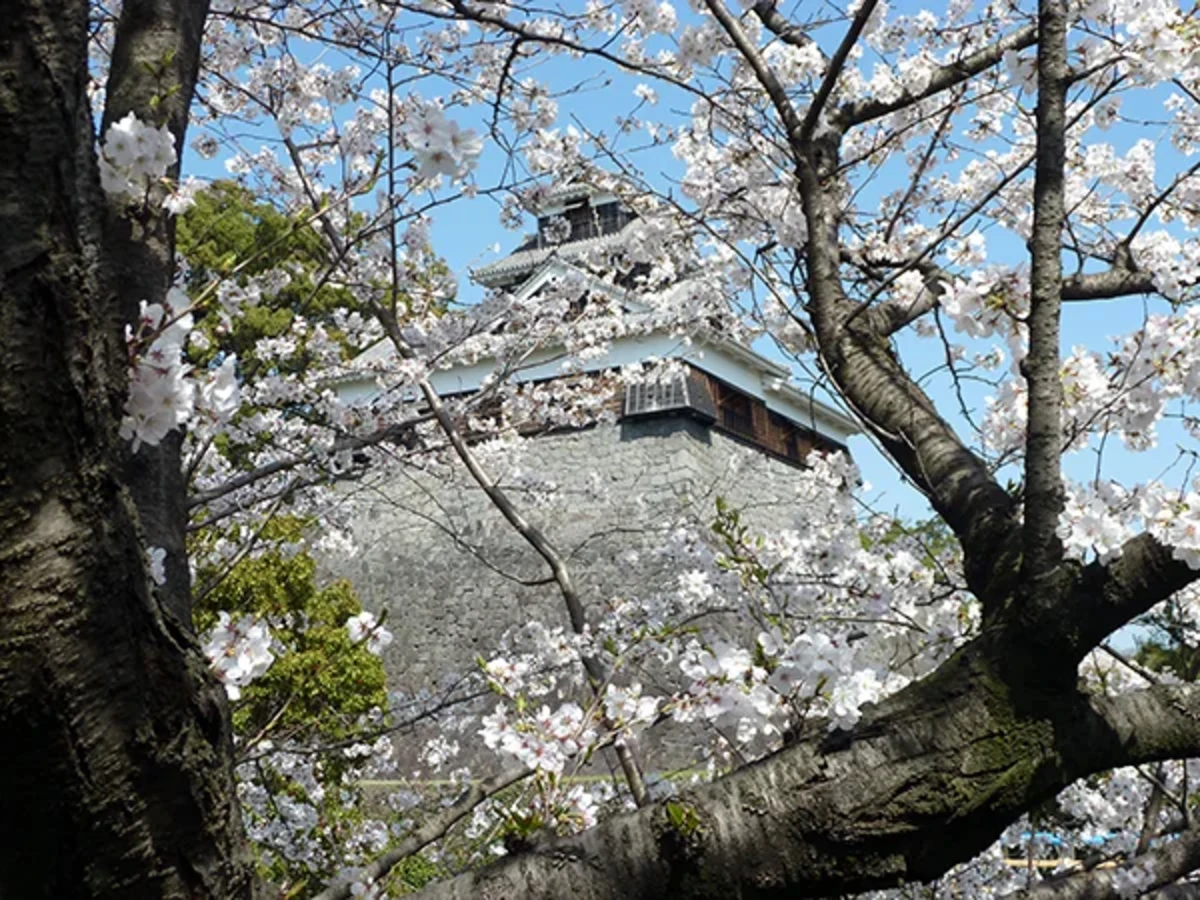 桜並木の合間に見える天守閣