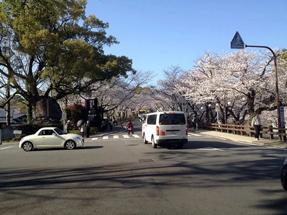 熊本城まで歩く坂道には桜が満開