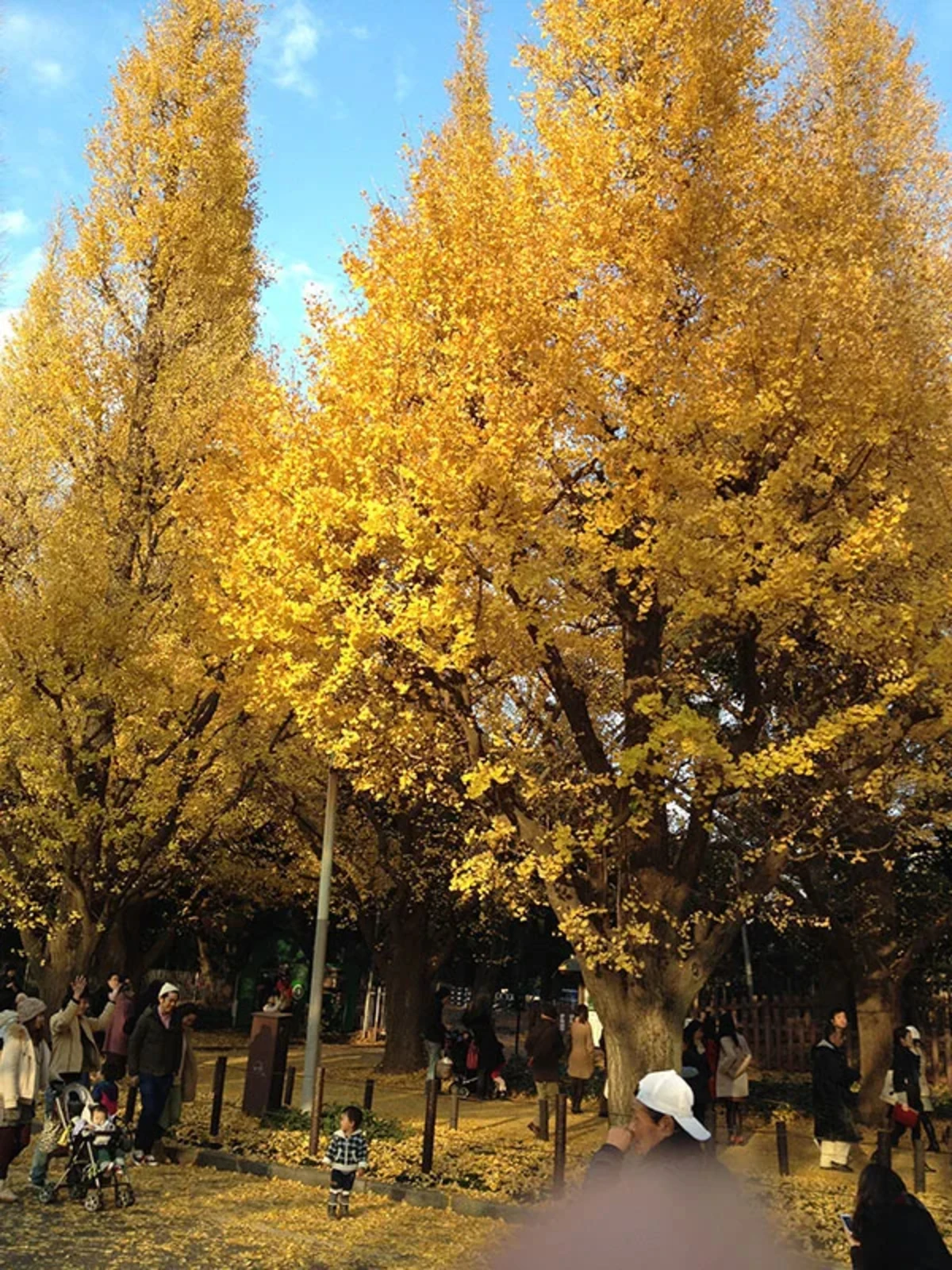 外苑の銀杏 (3)