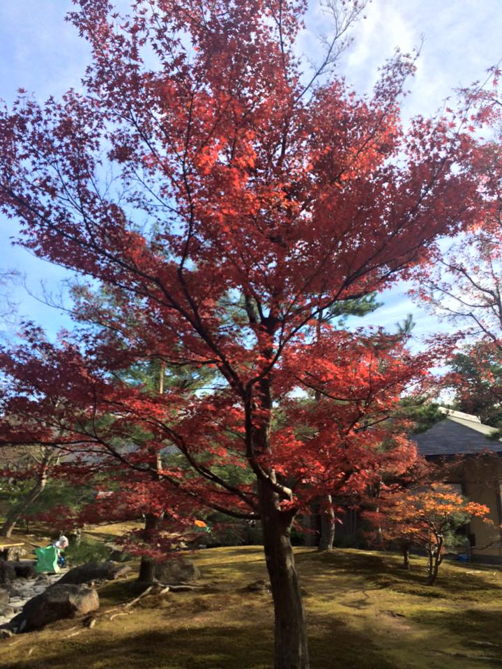 kinkakuji06