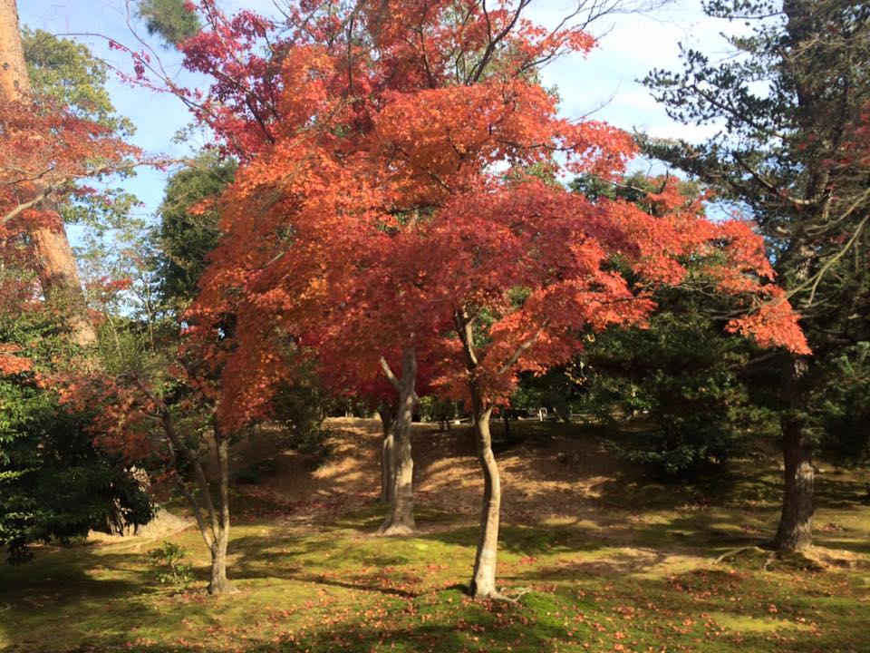 kinkakuji13