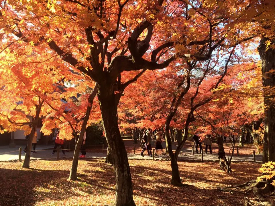 tofukuji14