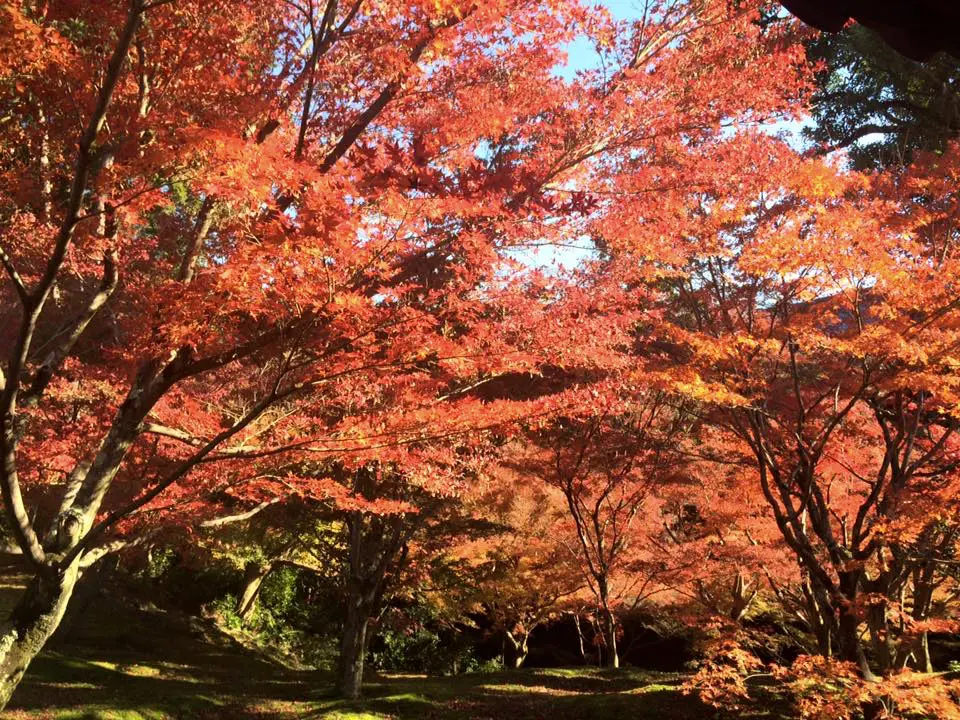 tofukuji16