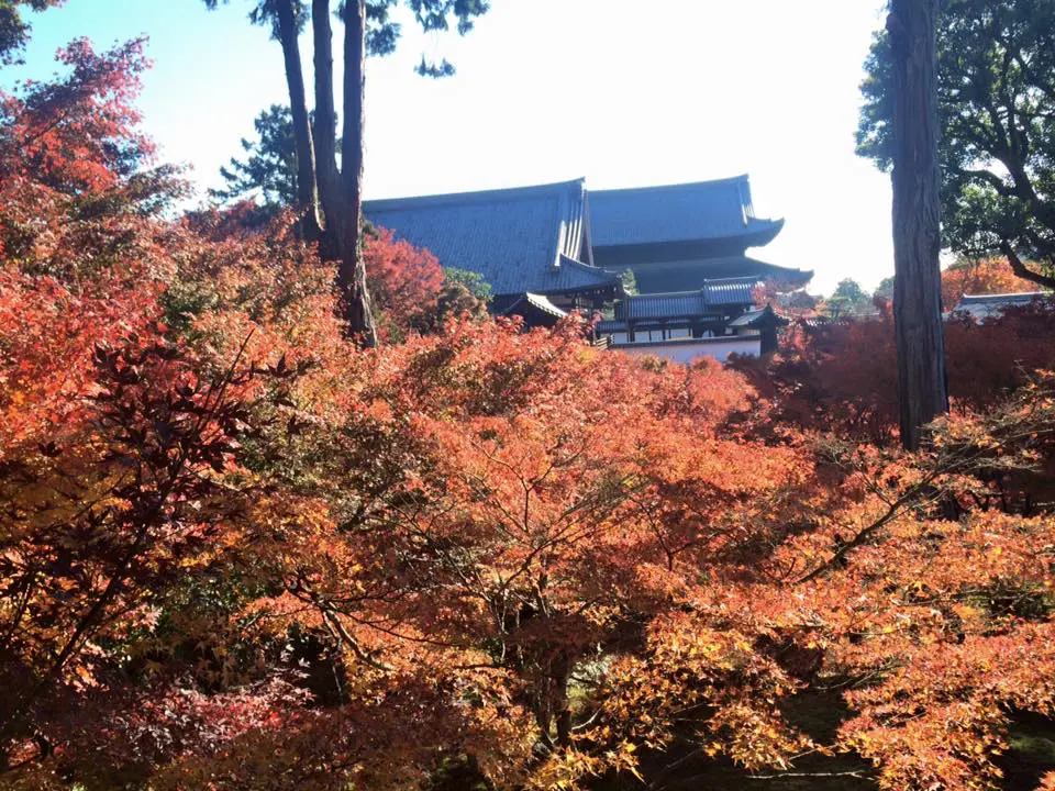 tofukuji19