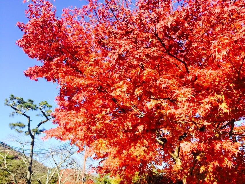 arashiyama03