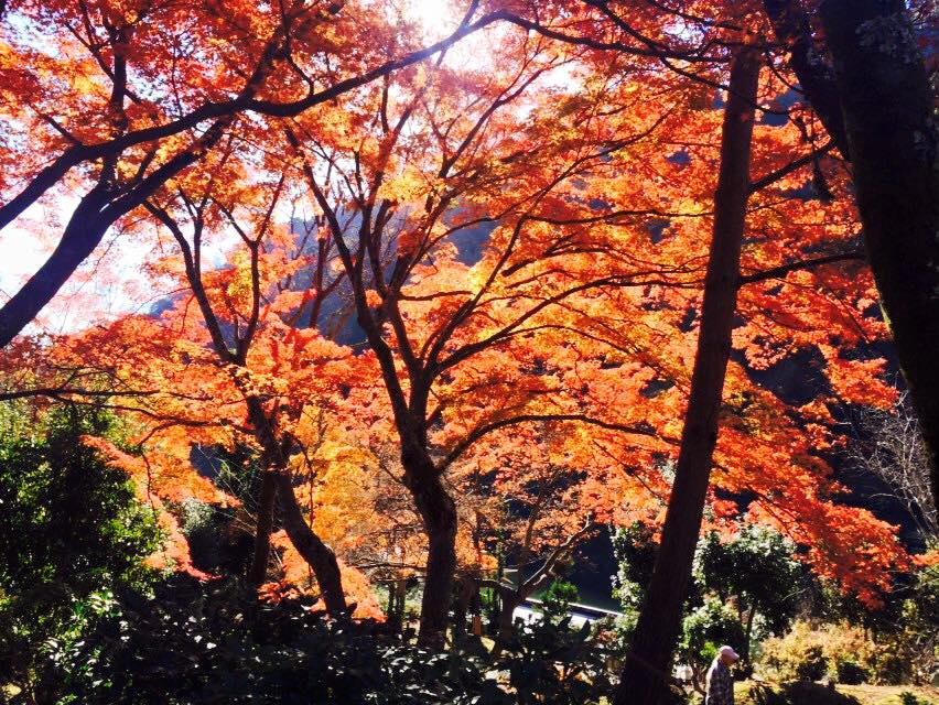 arashiyama04