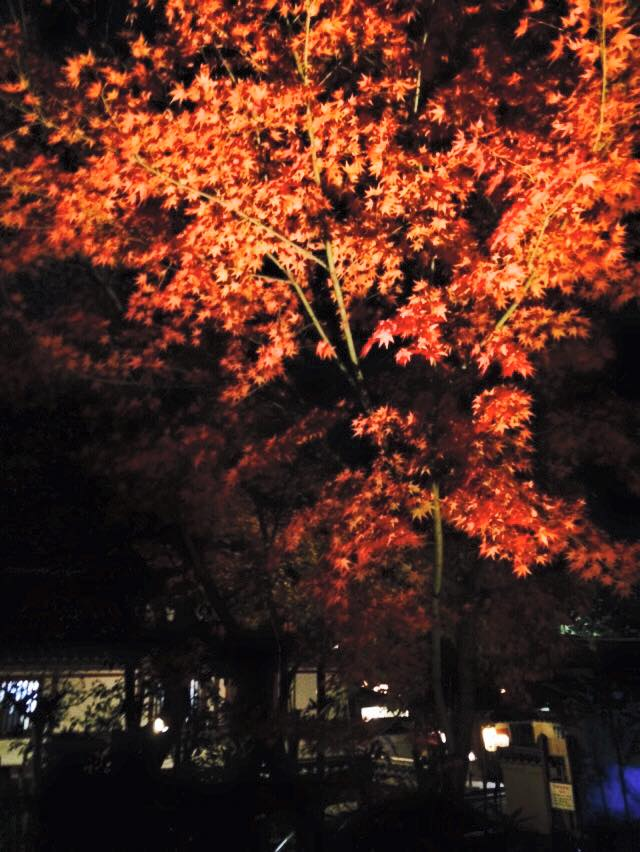 kodaiji09