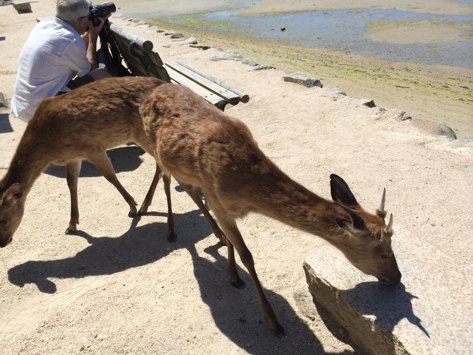 miyajima05